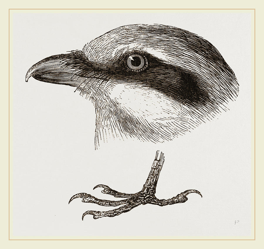 900x847 Head And Foot Of Butcher Bird Drawing - Bird Head Drawing