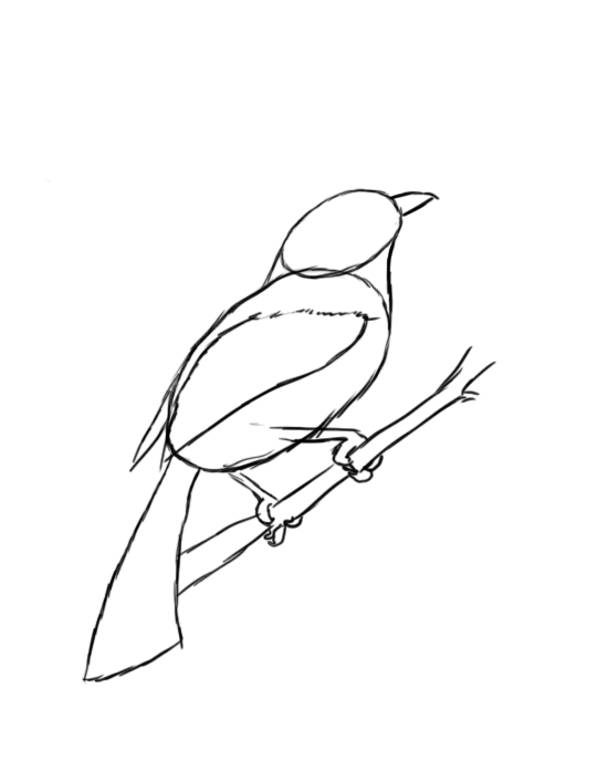 550x688 How To Draw A Bird Step - Bird Head Drawing