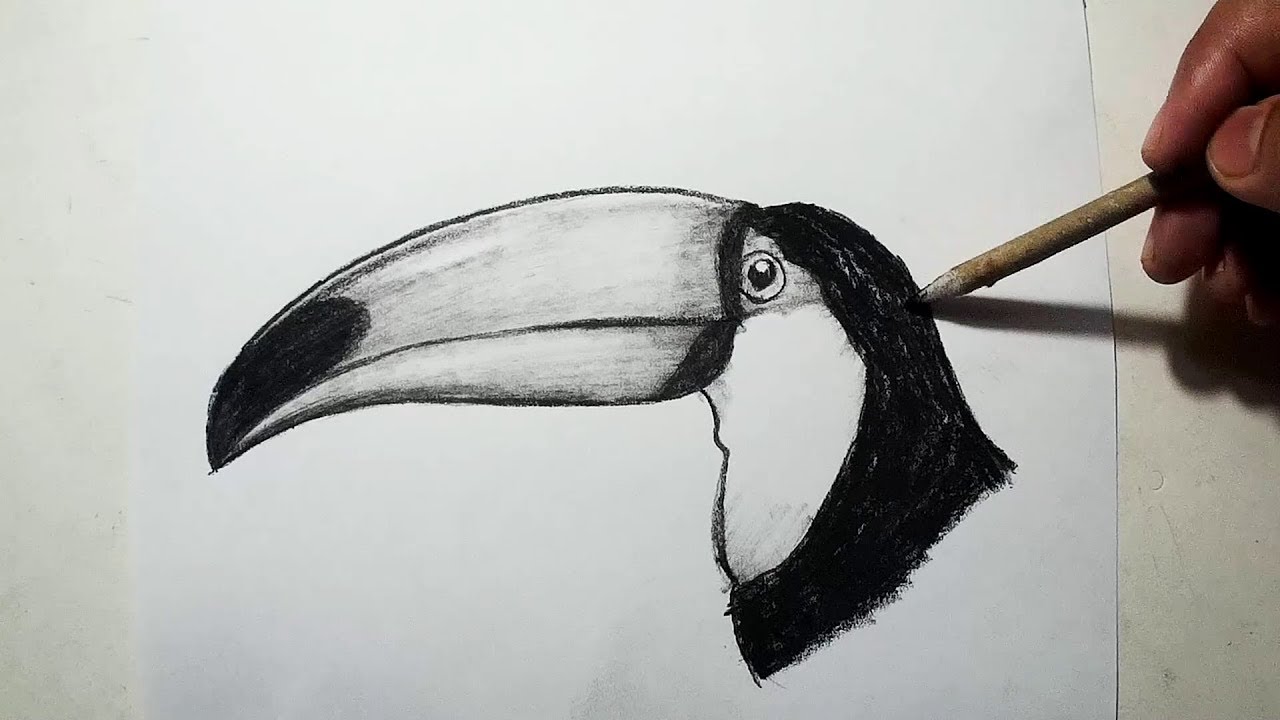 1280x720 How To Draw A Bird Head Charcoal Drawing And Shading - Bird Head Drawing