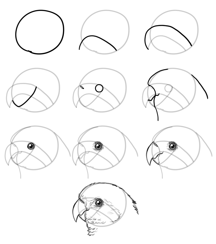 700x789 How To Draw Birds Step - Bird Head Drawing