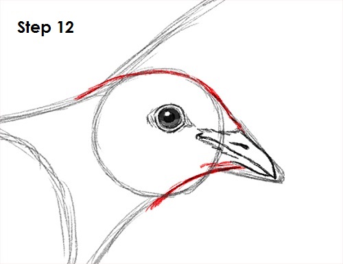 500x386 How To Draw A Dove - Bird Head Drawing