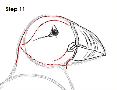 500x386 How To Draw A Puffin - Bird Head Drawing