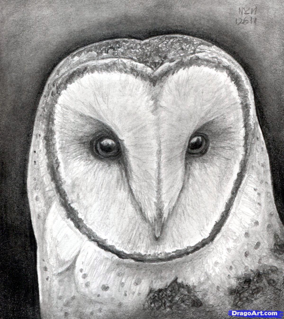 1199x1346 How To Draw An Owl Head, Masked Owl, Step - Bird Head Drawing