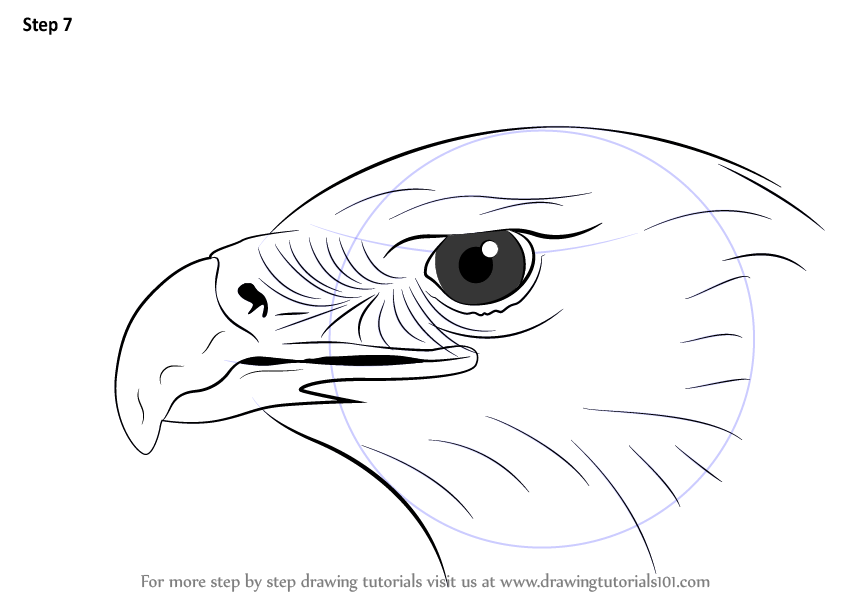 844x598 Learn How To Draw An Eagle Head - Bird Head Drawing