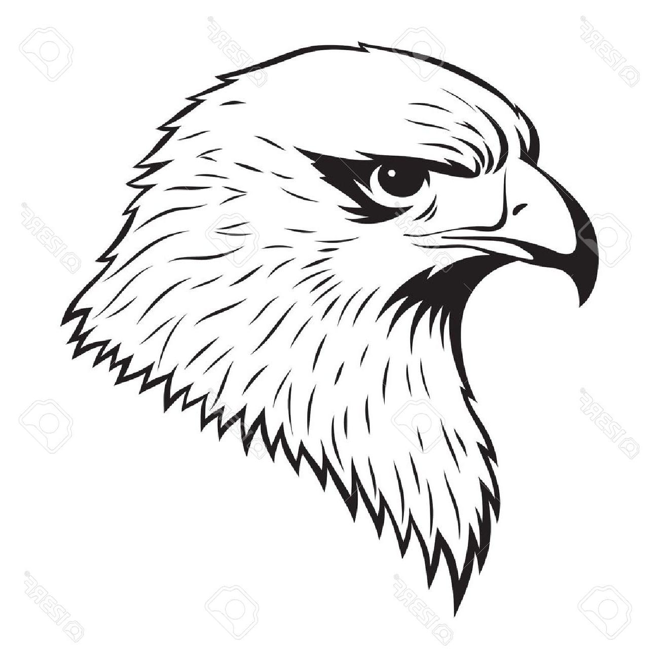 1300x1300 Top Bald Eagle Head Drawing Pictures - Bird Head Drawing