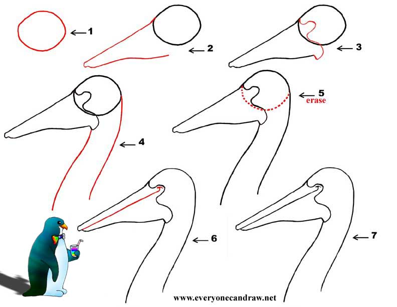 792x612 Cartoon Bird Head Step - Bird Head Drawing