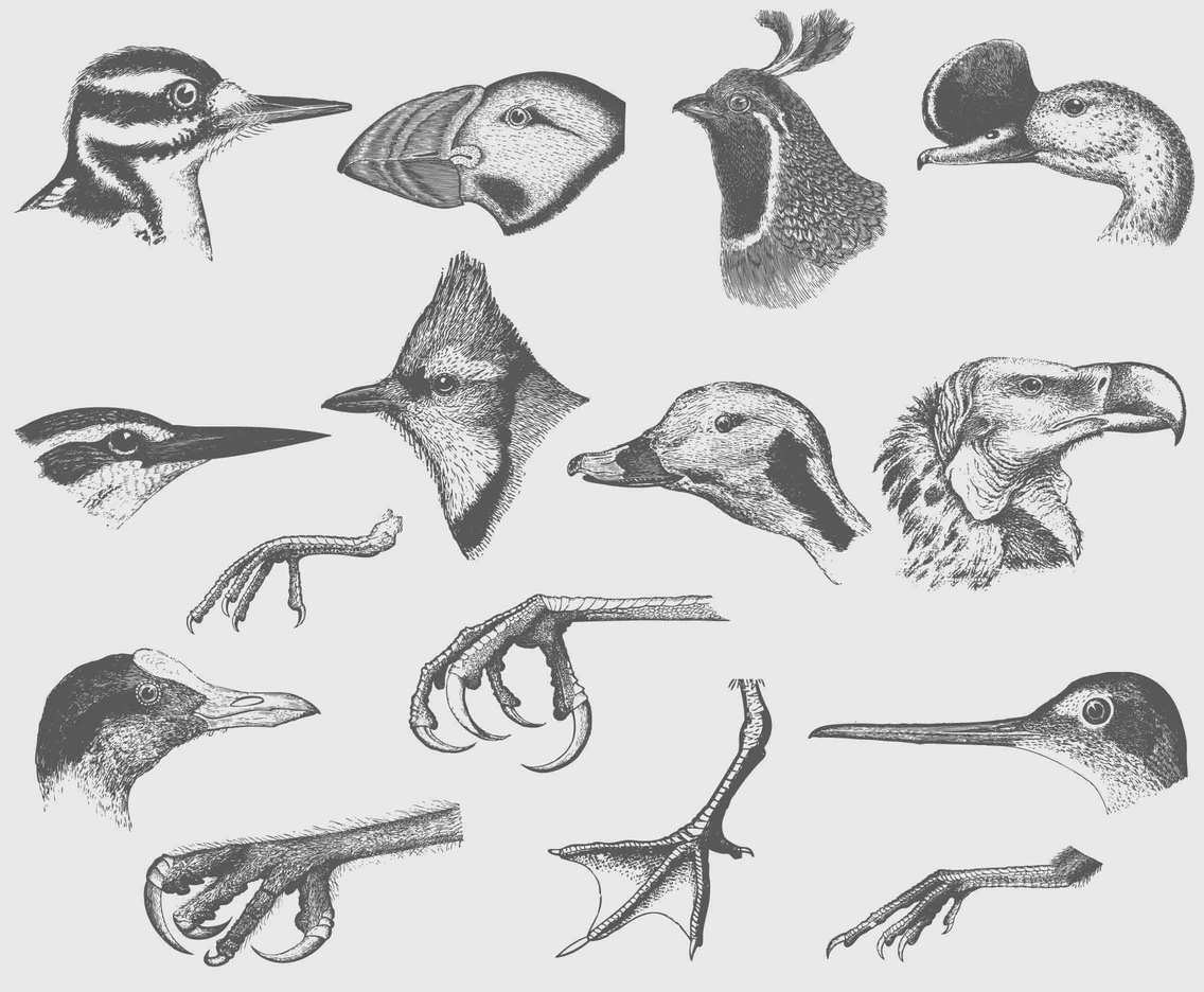 1136x936 Bird Head And Claws Vector Art Graphics - Bird Head Drawing