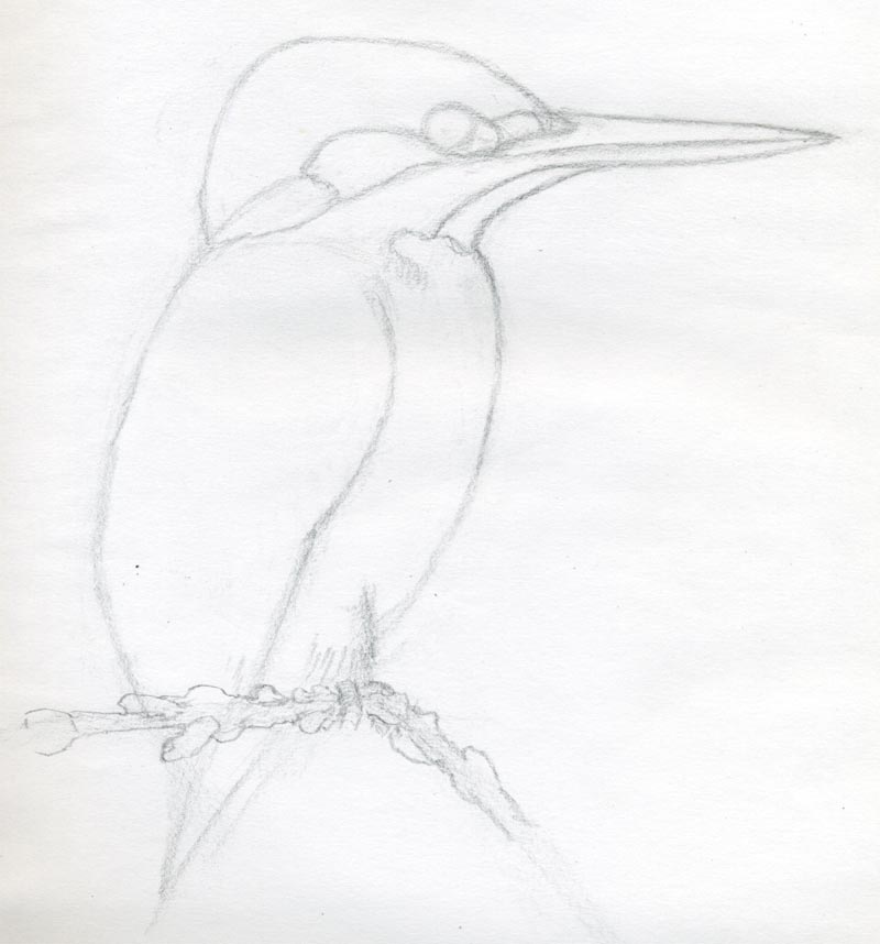 800x858 Draw A Kingfisher Bird In Few Easy Steps - Bird Head Drawing