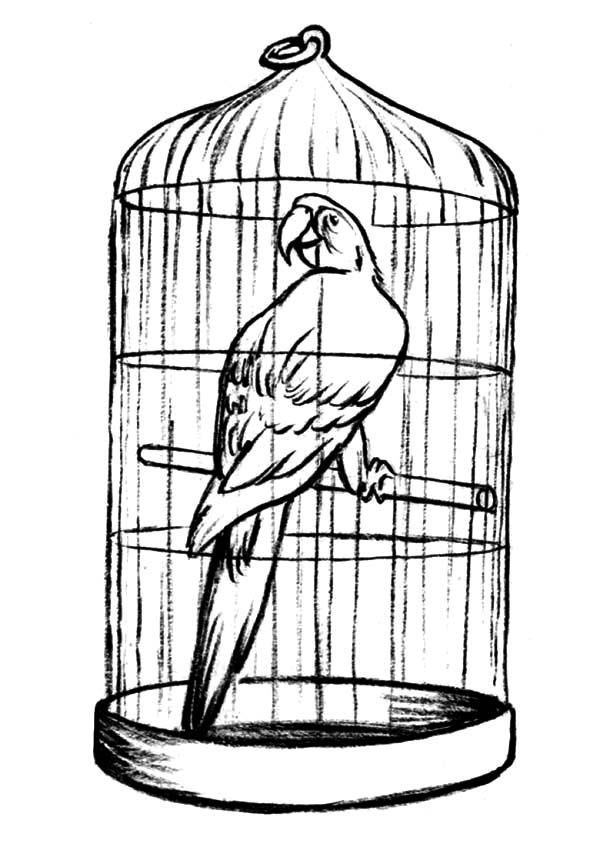 600x847 parrot in bird cage for sale coloring pages parrot cage diy - Bird In A Cage Drawing