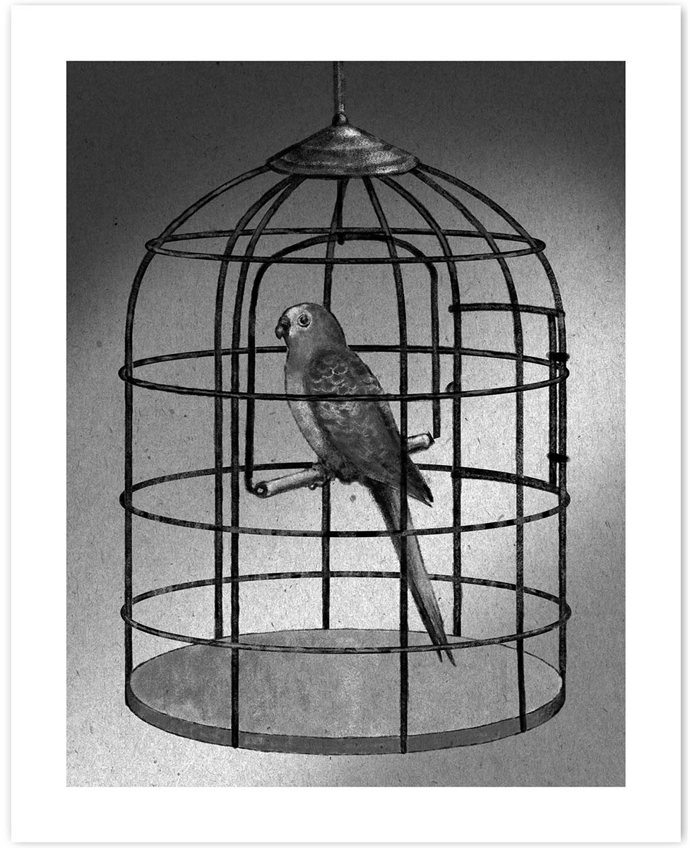 Bird In A Cage Drawing at PaintingValley.com | Explore collection of