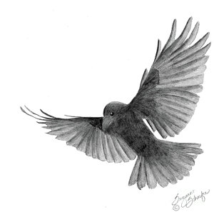 300x297 crow in flight drawing - Bird In Flight Drawing