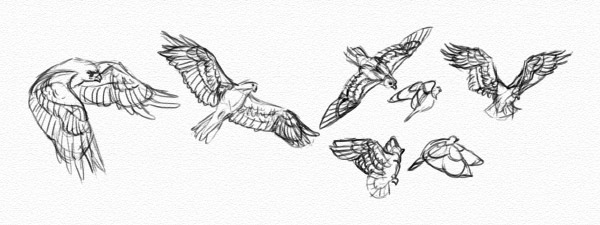 600x225 Flying Bird Drawing, Pencil, Sketch, Colorful, Realistic Art - Bird In Flight Drawing