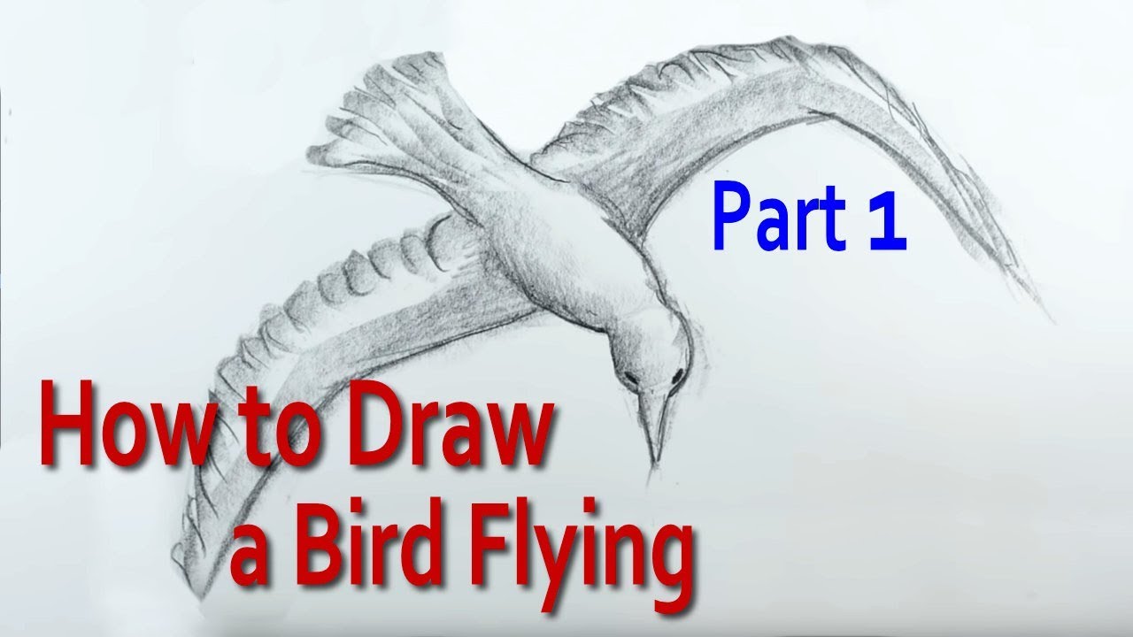 1280x720 huge collection of 'bird flight drawing' download more than - Bird In Flight Drawing