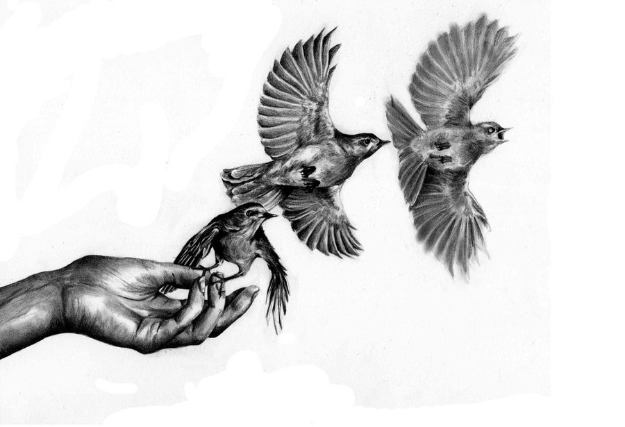 900x615 Flying Bird Sketch Images - Bird In Flight Drawing