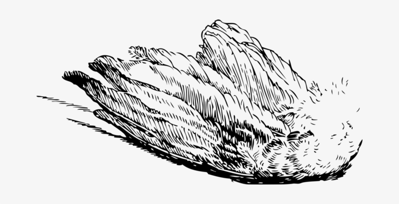 820x420 bird flight drawing feather - Bird In Flight Drawing