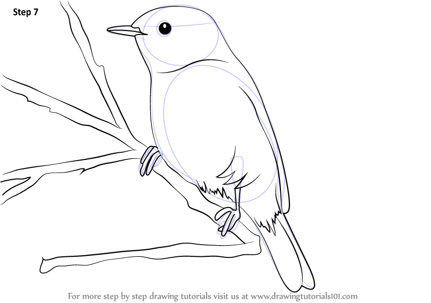 Bird In Tree Drawing