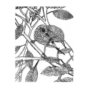 300x300 Bird In Tree Drawing - Bird In Tree Drawing