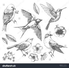 236x231 Best Bird Line Drawing Images Birds, Drawings, Bird Drawings - Bird Line Drawing