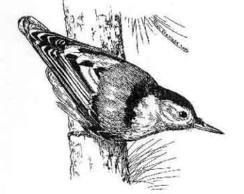 350x279 Bird Art Illustrations, Watercolors, Drawings - Bird Line Drawing