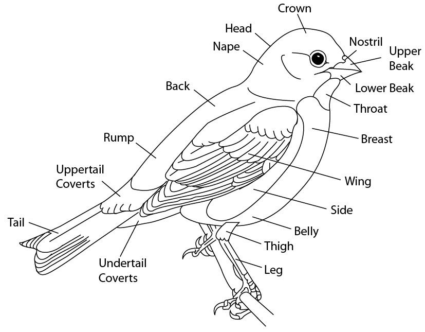 Анатомия воробья. Схема внешнего строения птицы. Внешнее строение птицы рисунок. Внешнее строение синцы. Нарисовать внешнее строение птицы.
