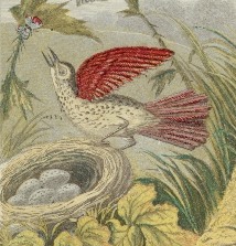 214x223 Bird Nest Drawing With Eggs - Bird Nest Drawing