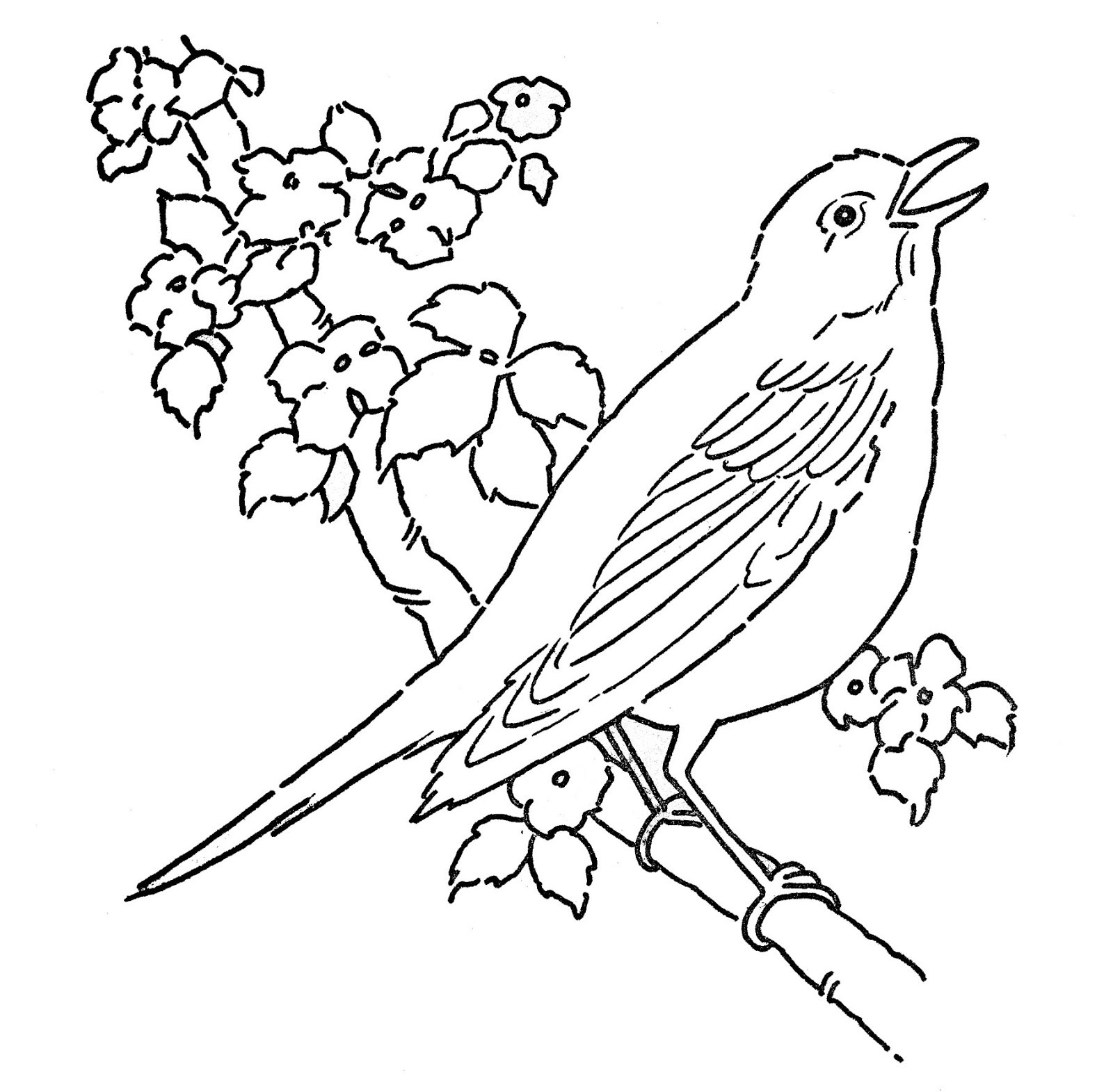 1600x1571 Coloring Pages Bird Nest Valid Birds Nest Drawing At Getdrawings - Bird Nest Drawing