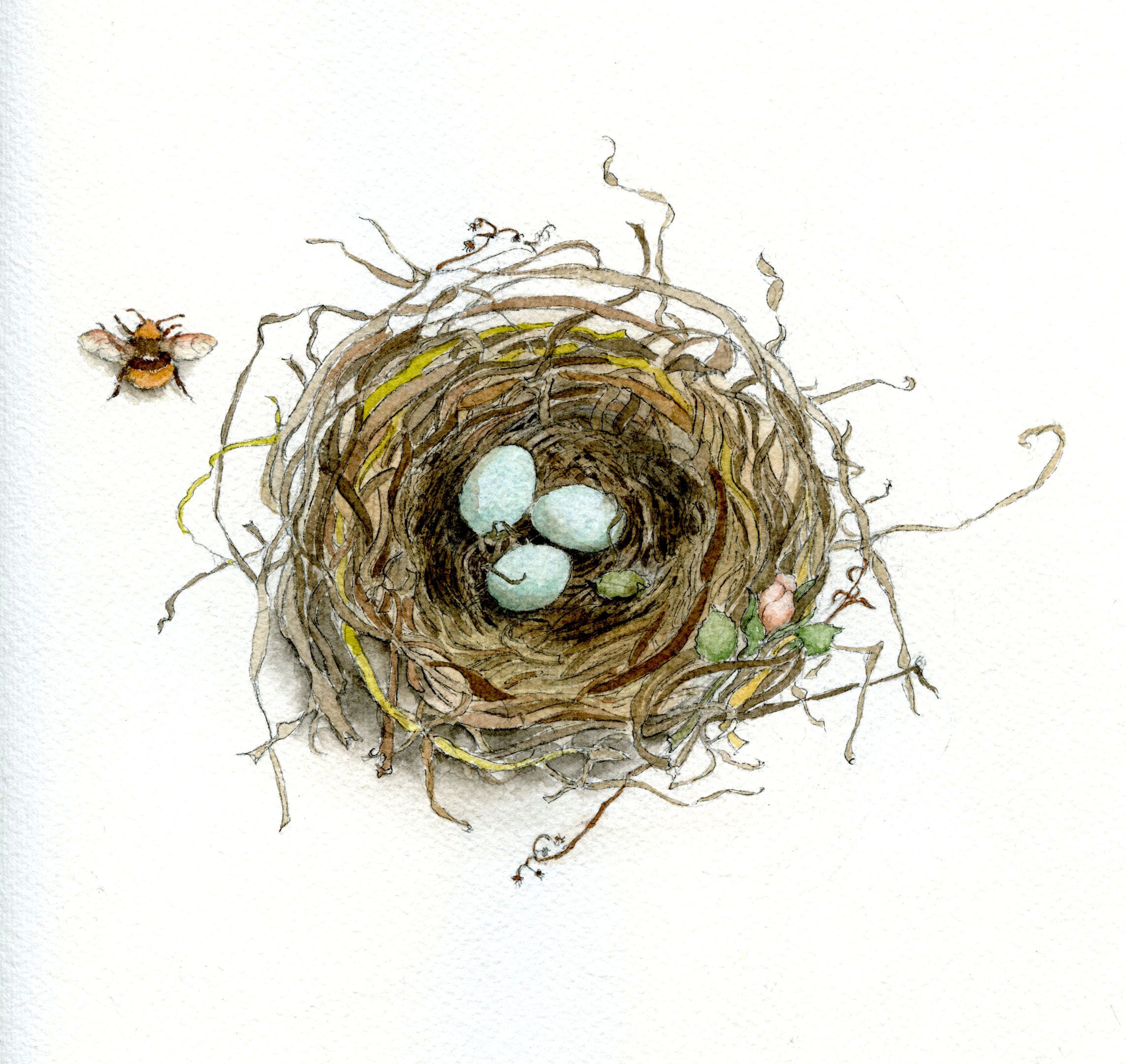 2286x2161 how to draw a bird's nest and add color of watercolor - Bird ...