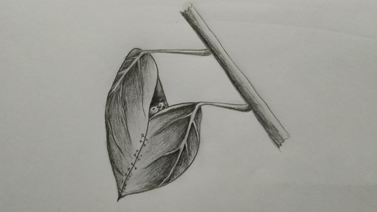 1280x720 How To Draw Tailorbird Nest - Bird Nest Drawing