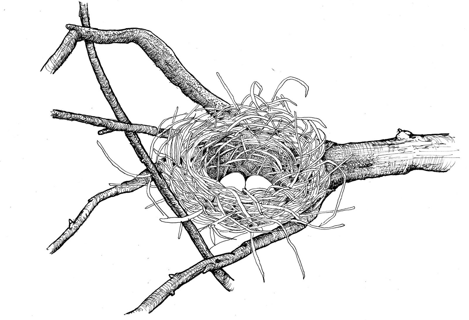 Line Drawing Of Birds Nest