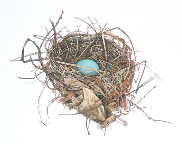 600x476 Bird Nest Drawing - Bird Nest Drawing