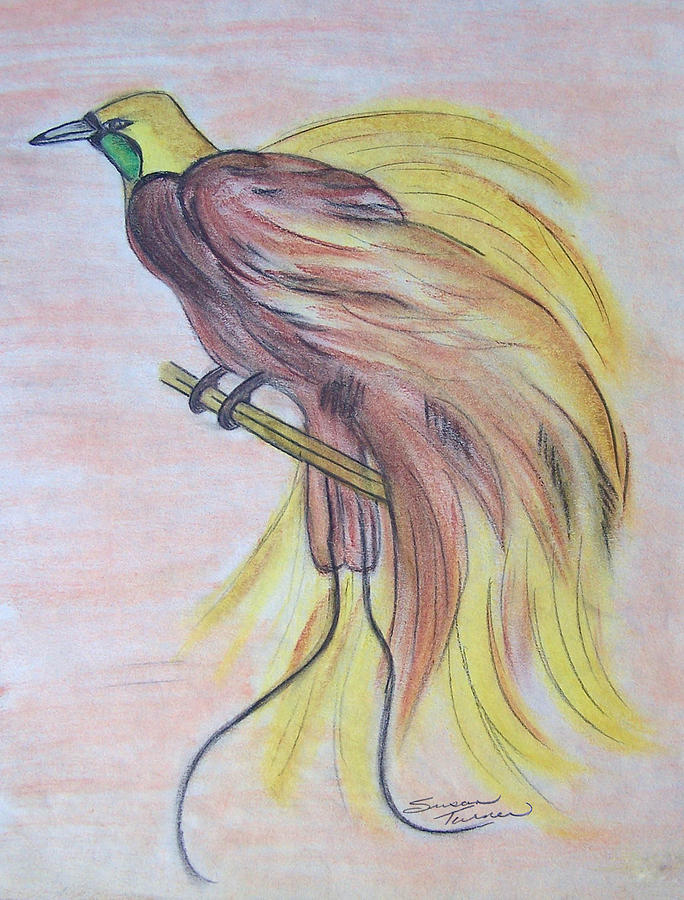 684x900 bird of paradise drawing - Bird Of Paradise Drawing