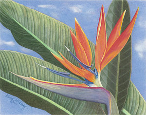 300x236 bird of paradise drawings fine art america - Bird Of Paradise Drawing
