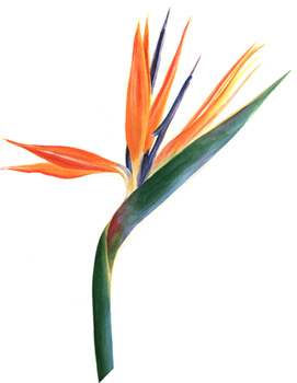 271x350 bird of paradise plant drawing - Bird Of Paradise Drawing