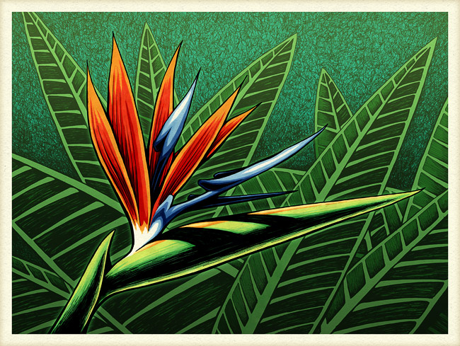 650x489 bird of paradise print - Bird Of Paradise Drawing