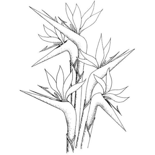 540x540 bird of paradise wood mounted rubber stamp - Bird Of Paradise Drawing