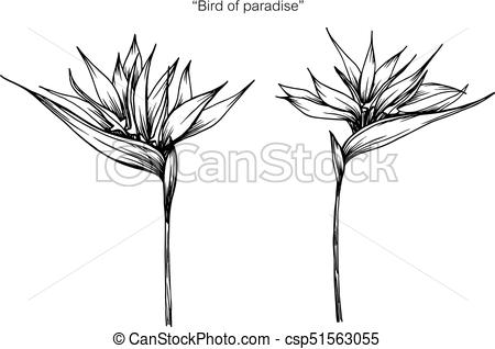 450x318 bird of paradise flower drawing - Bird Of Paradise Drawing
