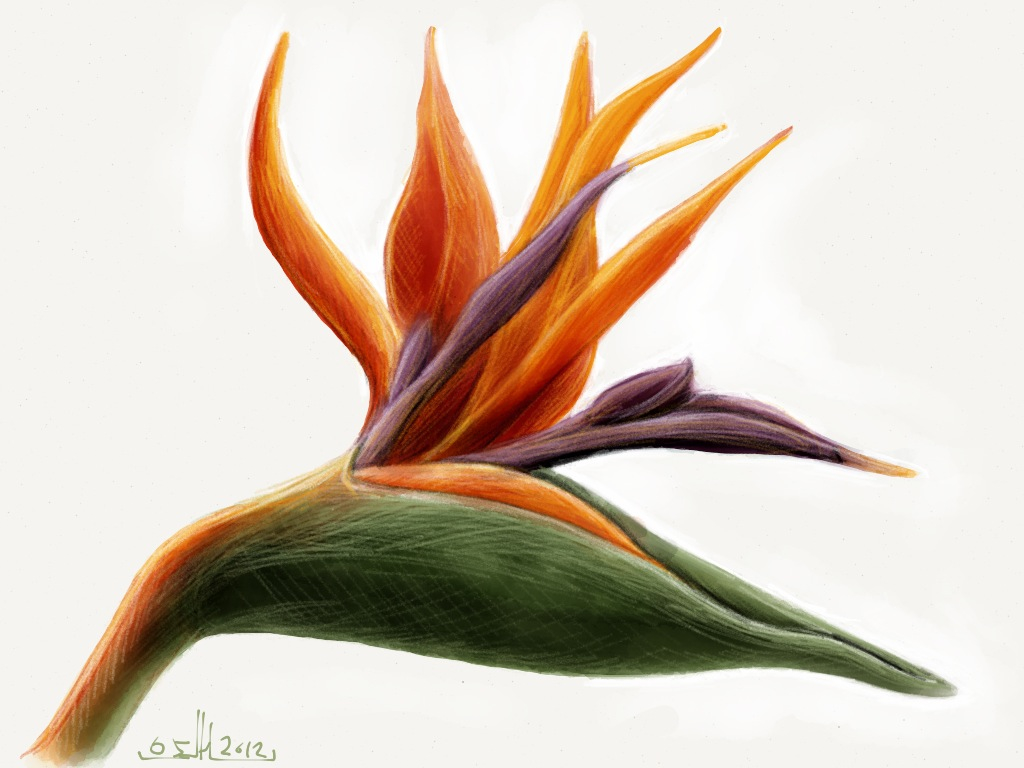 1024x768 birds of paradise flower drawing - Bird Of Paradise Drawing