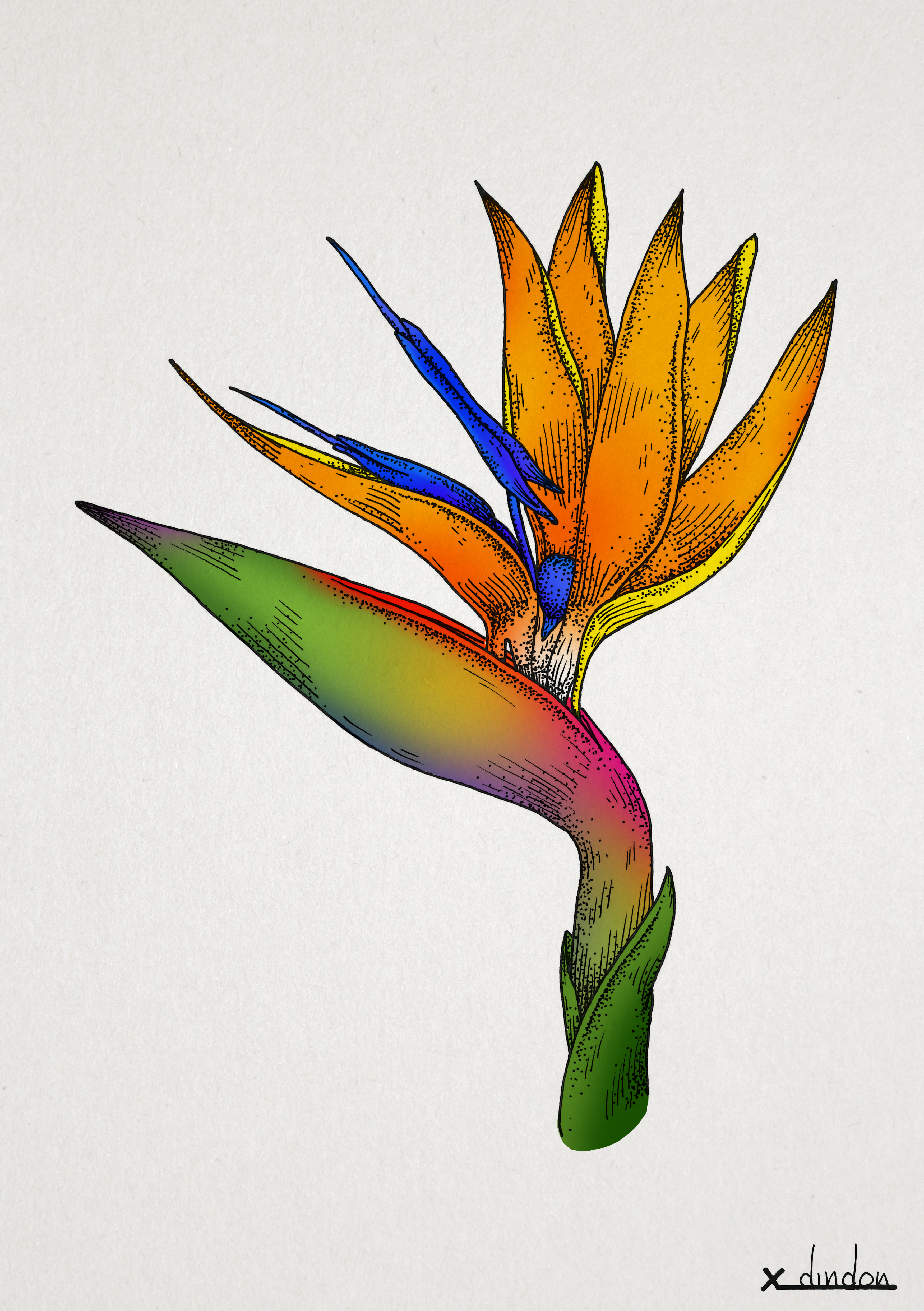Bird Of Paradise Drawing at Explore collection of