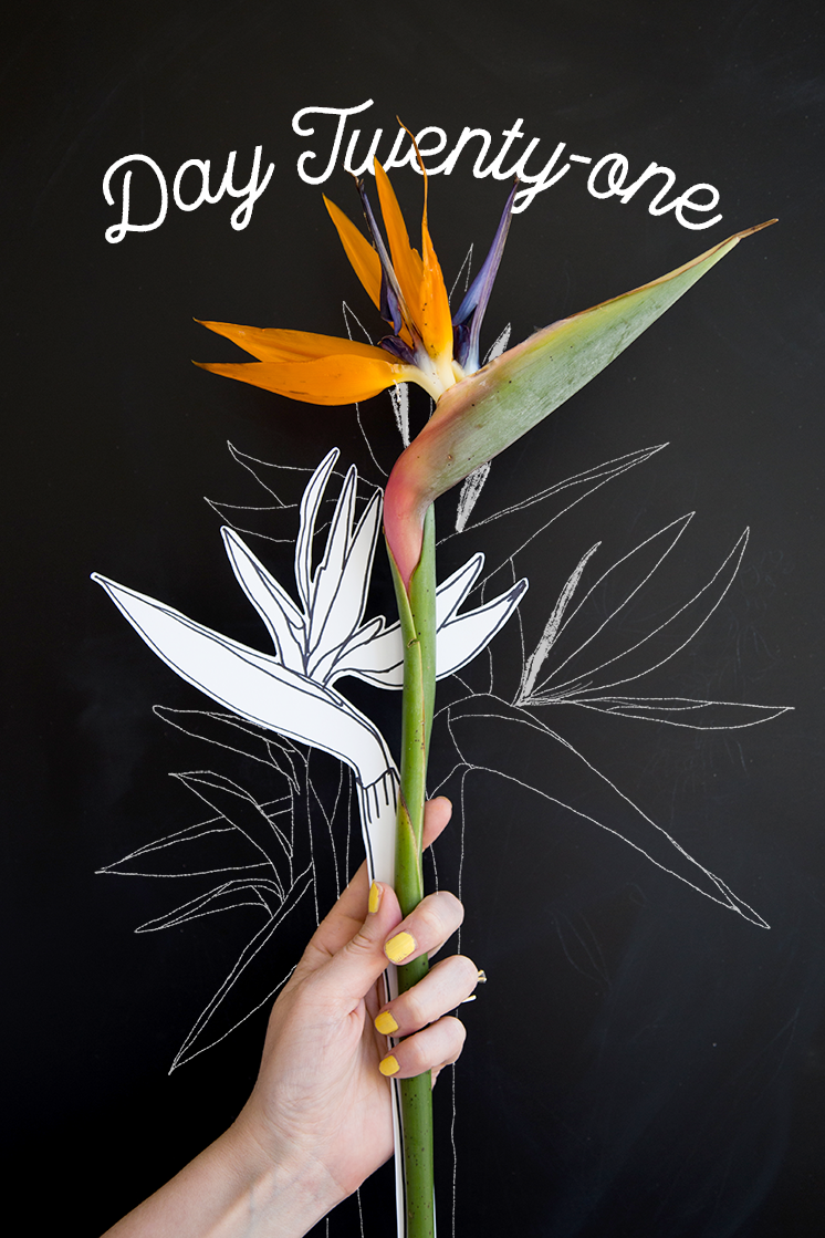 746x1119 day how to draw a bird of paradise - Bird Of Paradise Drawing