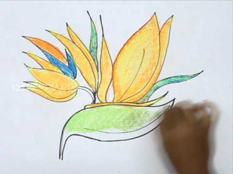 480x360 how to draw the bird of paradise flower - Bird Of Paradise Drawing