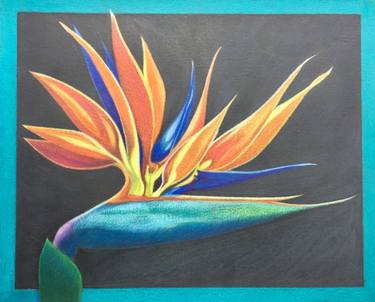 375x302 birds of paradise drawing - Bird Of Paradise Drawing