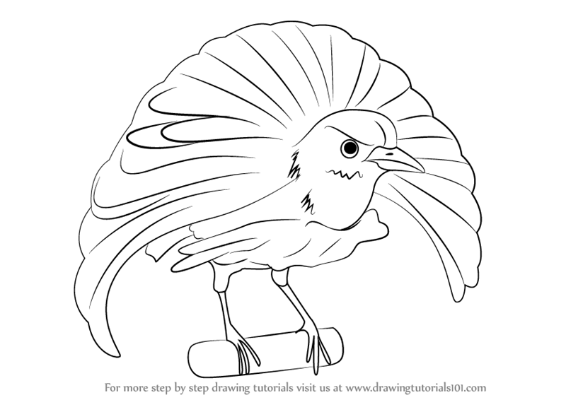 800x566 learn how to draw a superb bird of paradise - Bird Of Paradise Drawing