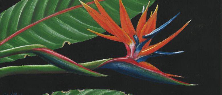 780x336 Learn To Draw - Bird Of Paradise Drawing