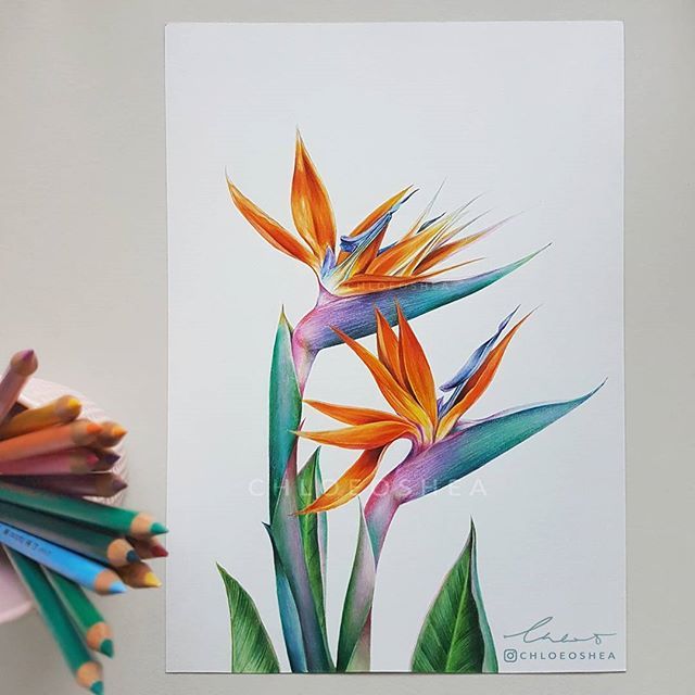640x640 my version of a bird of paradise flower to add to my tropical - Bird Of Paradise Drawing