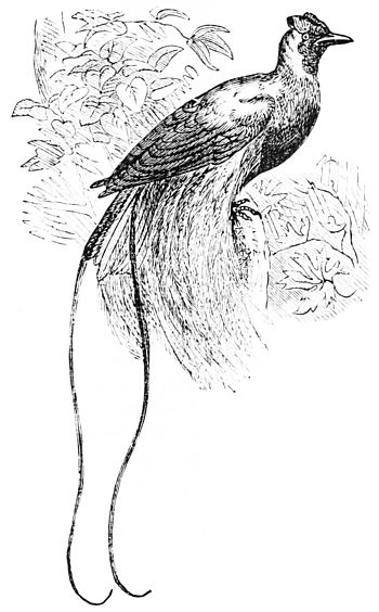 350x564 popular science monthlyvolume of paradise - Bird Of Paradise Drawing
