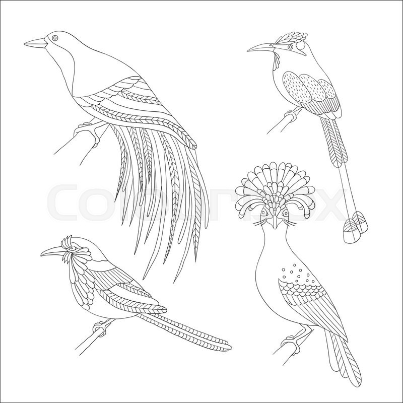 800x800 Set Of Tropical Birds Hand Draw Stock Vector Colourbox - Bird Of Paradise Drawing