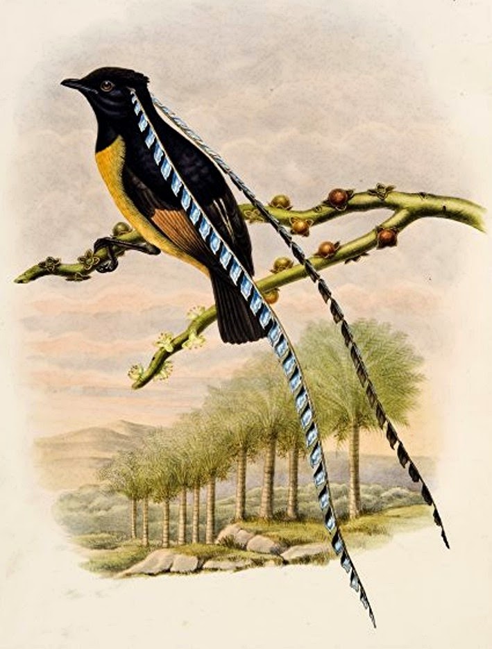 709x935 shukernature outing the false birds of paradise, inning a couple - Bird Of Paradise Drawing