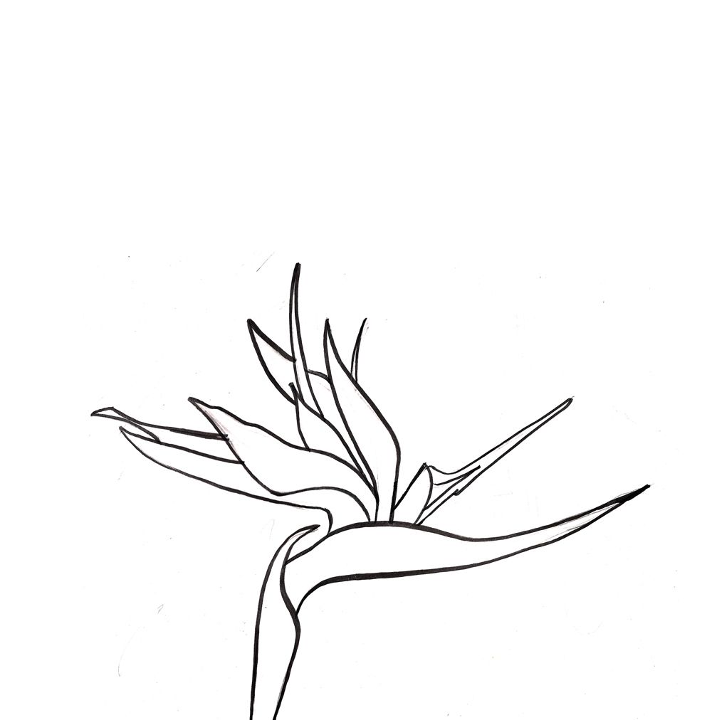 1000x1012 bird of paradise flower sketches - Bird Of Paradise Drawing