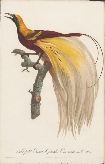 340x530 best bibliodyssey birds paradise illustration book images - Bird Of Paradise Drawing
