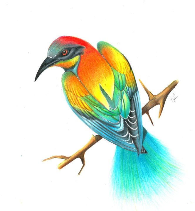 664x720 bird of paradise drawing - Bird Of Paradise Drawing